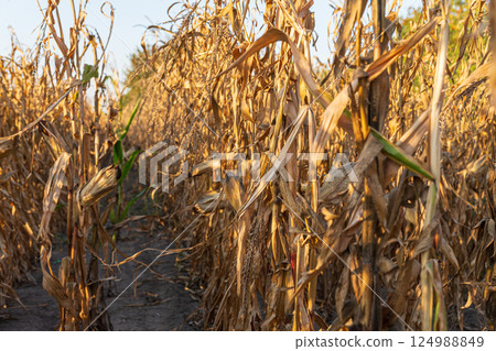 Golden light bathes a dry cornfield at sunset, highlighting the textures of the stalks and leaves as the season transitions to winter Golden light bathes a dry cornfield at sunset, highlighting the textures of the stalks and leaves as the season transitions to winter 124988849