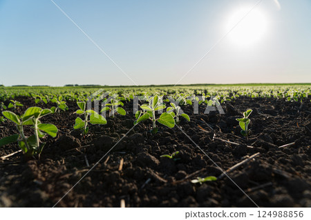 Lush green soybean plants rise from rich, dark earth, soaking in sunlight on a bright afternoon, showcasing nature's growth and potential Lush green soybean plants rise from rich, dark earth, soaking in sunlight on a bright afternoon, showcasing nature's growth and potential 124988856
