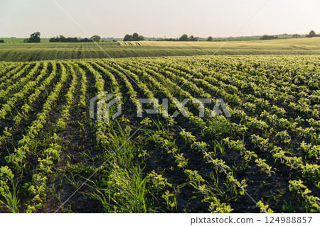 Rows of lush green plants ripple in the gentle breeze, bathed in warm evening light, showcasing the beauty of rural agriculture 124988857