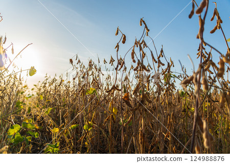 Sunlight bathes ripe soybean plants in a vast field, their pods swaying lightly in the warm evening breeze of autumn 124988876