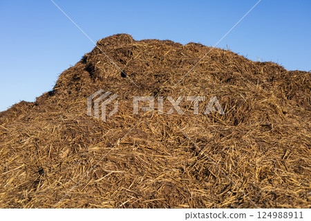 A mound of fresh straw manure sits under a blue sky, casting long shadows on a serene morning at the countryside farm A mound of fresh straw manure sits under a blue sky, casting long shadows on a serene morning at the countryside farm 124988911