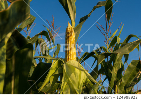Corn plants reach towards a clear blue sky as ripe cobs emerge, signaling the height of summer harvest season 124988922