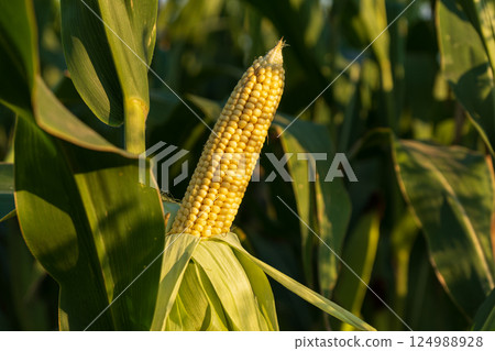 Golden corn cob surrounded by lush green leaves, illuminated by warm late afternoon sunlight on a farm Golden corn cob surrounded by lush green leaves, illuminated by warm late afternoon sunlight on a farm 124988928