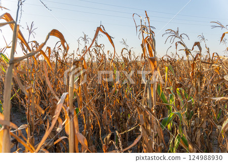 Corn plants in a field exhibit signs of drought, with many leaves turning brown and dry under the warm glow of sunset 124988930