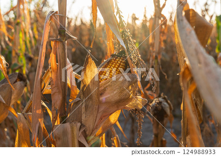 Golden corn on the cob hangs within a field of dry cornstalks as the sun sets on an autumn evening 124988933