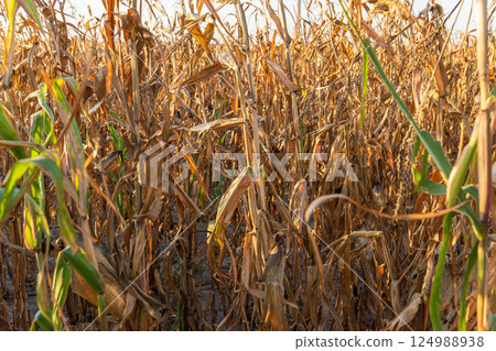 Cornfield shows tall, dried stalks bathed in warm sunlight, highlighting the harvest season's end in a rural setting Cornfield shows tall, dried stalks bathed in warm sunlight, highlighting the harvest season's end in a rural setting 124988938