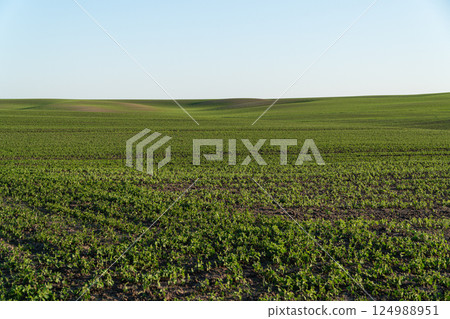 Lush green crops blanket the land, extending across the horizon under a bright blue sky during early morning light Lush green crops blanket the land, extending across the horizon under a bright blue sky during early morning light 124988951