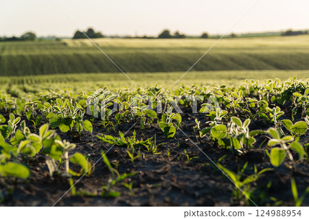 Bright green soybean plants flourish in a fertile field, basking in the soft glow of late afternoon sunlight illuminating the landscape 124988954