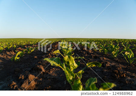 Lush green plants stretch across a wide field, basking in sunlight on a clear day, showcasing the beauty of rural agriculture Lush green plants stretch across a wide field, basking in sunlight on a clear day, showcasing the beauty of rural agriculture 124988962