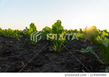 Sunlight filters through young leafy greens in a serene agricultural field during early morning hours 124988966