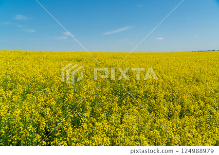 A vast field covered in vibrant yellow flowers stretches under a bright blue sky on a sunny day in spring 124988979