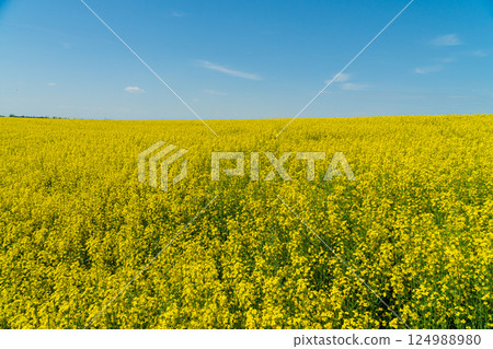 A vibrant field of yellow flowers blooms under a sunny blue sky, showcasing nature's beauty in full bloom A vibrant field of yellow flowers blooms under a sunny blue sky, showcasing nature's beauty in full bloom 124988980