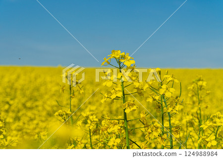 Yellow flowers flourish in a large field, creating a vibrant landscape against a clear blue sky during the spring season Yellow flowers flourish in a large field, creating a vibrant landscape against a clear blue sky during the spring season 124988984