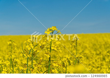 Vibrant yellow rapeseed blossoms fill the landscape, reaching towards a bright blue sky in a spring day 124988985