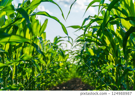 Corn plants thrive under the sun, growing tall and vibrant, with a clear blue sky overhead in a summertime landscape 124988987