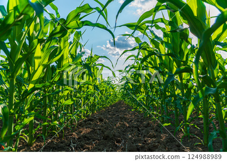 Tall corn plants stretch towards the sky, filling the field with vibrant green leaves while sunlight illuminates the landscape Tall corn plants stretch towards the sky, filling the field with vibrant green leaves while sunlight illuminates the landscape 124988989