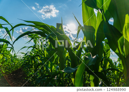 Bright sunlight illuminates a lush cornfield, the tall green stalks swaying gently in the warm breeze against a backdrop of fluffy clouds 124988990