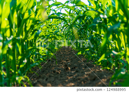 Rows of healthy corn plants stretch high toward the sunlight, creating a lush green pathway full of life and growth in summer 124988995