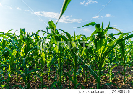 Corn plants stretch towards the blue sky in a lush field, illuminated by the bright summer sun, showcasing the beauty of agriculture 124988996