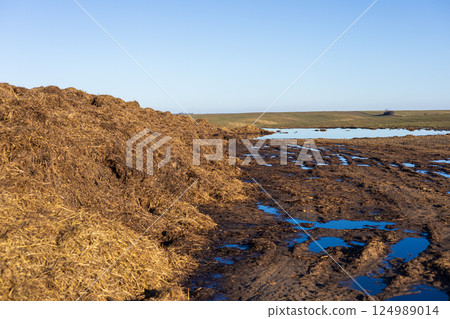 Organic manure is stacked high next to a muddy area with standing water on a sunny day in the countryside 124989014