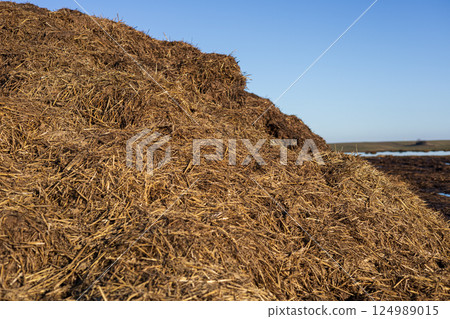 Large mound of straw sits in an open field under a clear blue sky, illuminated by bright morning sunlight Large mound of straw sits in an open field under a clear blue sky, illuminated by bright morning sunlight 124989015