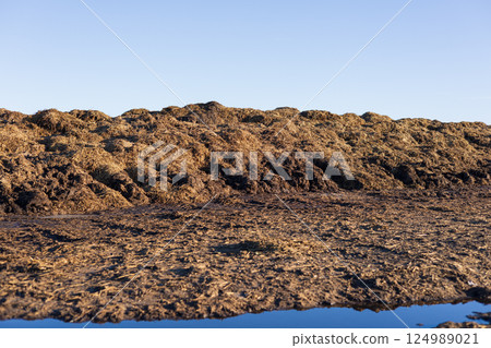 A large pile of manure sits in an agricultural field, reflecting the warm light of the sunrise against a clear blue sky A large pile of manure sits in an agricultural field, reflecting the warm light of the sunrise against a clear blue sky 124989021