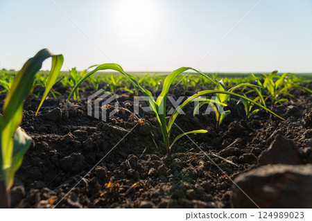 Young corn plants emerge from dark, fertile soil, soaking up the warm sunlight on a clear day in the countryside Young corn plants emerge from dark, fertile soil, soaking up the warm sunlight on a clear day in the countryside 124989023