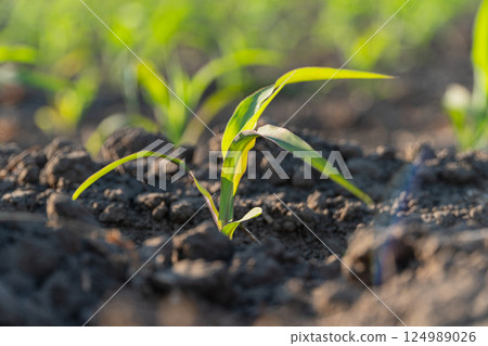 A young corn plant emerges from the rich dark soil, showcasing vibrant green leaves under bright sunlight in a agricultural setting A young corn plant emerges from the rich dark soil, showcasing vibrant green leaves under bright sunlight in a agricultural setting 124989026