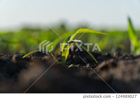 A fresh corn plant grows from rich soil under sunlight, showcasing the beauty of new life in a farm landscape A fresh corn plant grows from rich soil under sunlight, showcasing the beauty of new life in a farm landscape 124989027