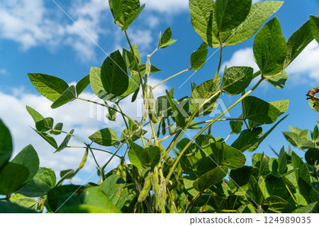 Lush soybean plants stretch toward a bright blue sky, showcasing healthy leaves and developing pods during a warm day 124989035