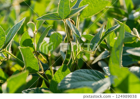 Sunlight filters through lush soybean plants, showcasing vibrant green leaves in a prosperous field during late spring Sunlight filters through lush soybean plants, showcasing vibrant green leaves in a prosperous field during late spring 124989038