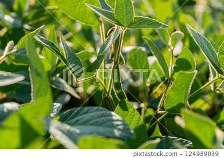 A vibrant display of green soybean plants basking in bright sunlight showcases healthy growth in a field during summer A vibrant display of green soybean plants basking in bright sunlight showcases healthy growth in a field during summer 124989039