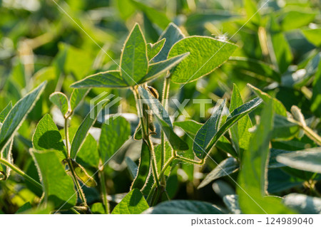 Vibrant soybean plants flourish under bright sunlight in a verdant agricultural field during a warm afternoon, showcasing healthy growth 124989040