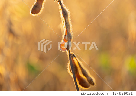 Sunlight bathes soybean pods on a plant, showcasing their fuzzy texture and ripe seeds against a warm, golden background during harvest Sunlight bathes soybean pods on a plant, showcasing their fuzzy texture and ripe seeds against a warm, golden background during harvest 124989051