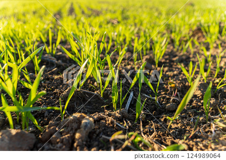 Fresh grass sprouts push through the earth, soaking up sunlight and thriving in the fertile soil of a sunny spring morning Fresh grass sprouts push through the earth, soaking up sunlight and thriving in the fertile soil of a sunny spring morning 124989064