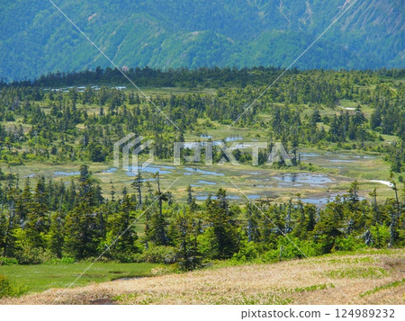 夏季的苗場山頂沼澤地 夏季的苗場山頂沼澤地 124989232