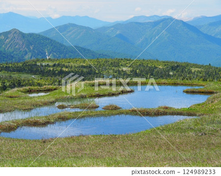 夏季的苗場山頂沼澤地 夏季的苗場山頂沼澤地 124989233