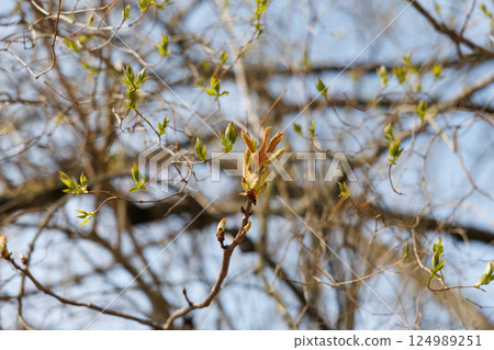Horse chestnut buds opening on tree branch in early spring. Macro photography with natural background. Springtime holidays. Design for postcard, greeting card, wallpaper, banner. Macro shot Horse chestnut buds opening on tree branch in early spring. Macro photography with natural background. Springtime holidays. Design for postcard, greeting card, wallpaper, banner. Macro shot 124989251