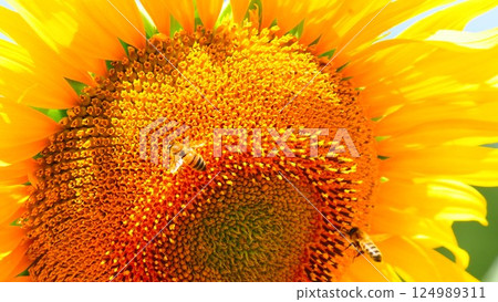 Blooming sunflower with honey bee Blooming sunflower with honey bee 124989311