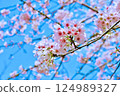Cherry blossoms blooming under a blue sky (Tateyama City, Chiba Prefecture) 124989327