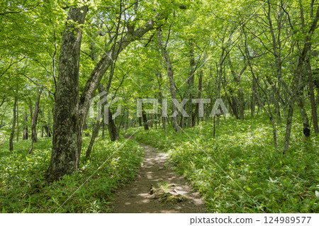 Primeval forest on the nature trail of Senjogahara in Oku-Nikko Primeval forest on the nature trail of Senjogahara in Oku-Nikko 124989577