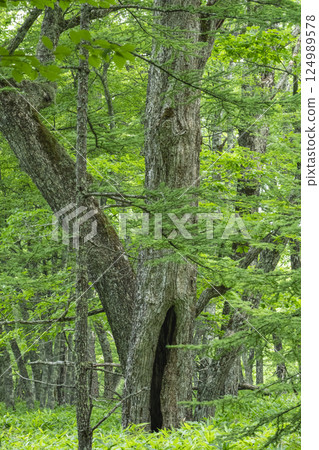 Giant trees in the virgin forest on the nature trail at Senjogahara in Oku-Nikko 124989578