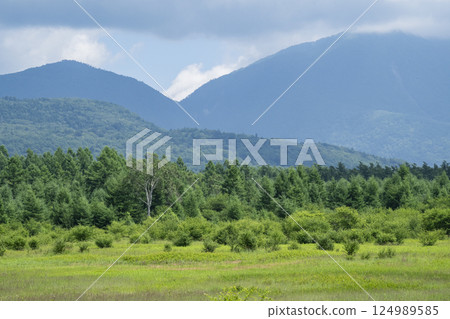 Scenery of the Lady (white birch) and marshland of Odashirogahara in Oku-Nikko Scenery of the Lady (white birch) and marshland of Odashirogahara in Oku-Nikko 124989585