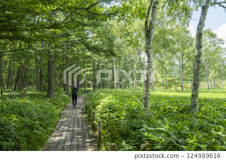 Forest and boardwalk to Odashirogahara on the nature study trail of Senjogahara in Oku-Nikko Forest and boardwalk to Odashirogahara on the nature study trail of Senjogahara in Oku-Nikko 124989616