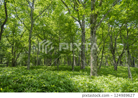 Oku-Nikko Senjogahara Nature Study Forest (Senmon Pond - Odashirogahara) 124989627