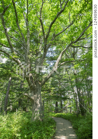 Boardwalk and large Mizunara trees on the nature trail at Senjogahara in Oku-Nikko 124989630