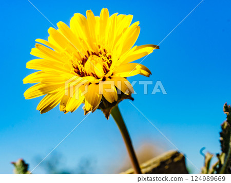 Yellow dandelion flower against blue sky 124989669