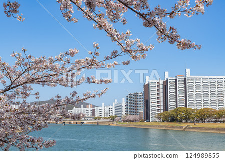 從本川眺望盛開的櫻花的高層公寓大樓 124989855