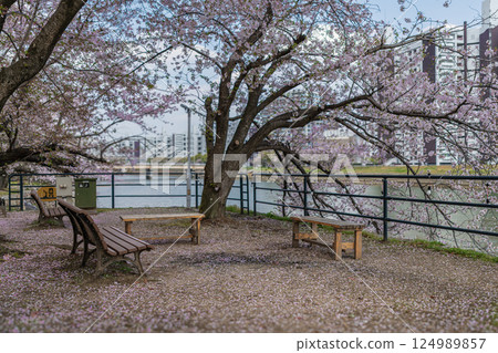 A park where the benches under the cherry blossoms in full bloom have been carpeted in pink with petals. 124989857