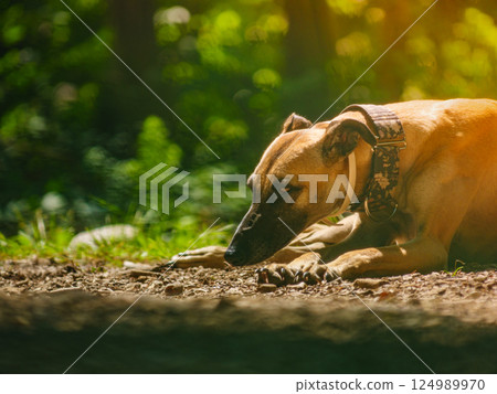 Dog greyhound is resting outdoors. Spanish galgo. Dog greyhound is resting outdoors. Spanish galgo. 124989970